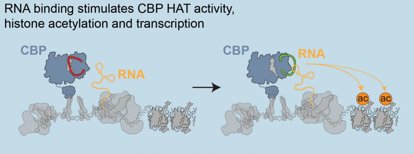 Enhancer RNAs boost the rate of gene expression from protein-coding genes. These noncoding RNAs bind with CBP, a transcription coactivator, to stimulate histone acetyltransferase (HAT) activity. [Laboratory of Shelley Berger, Ph.D./Perelman School of Medicine, University of Pennsylvania]