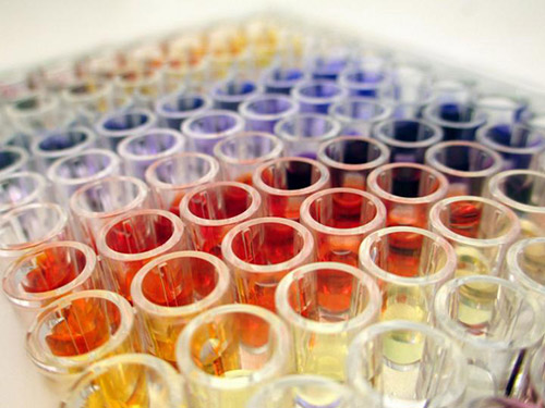 A rainbow of samples created by different concentrations of siderophores, molecules secreted by bacteria to steal iron from a host during an infection. [Shangwen Luo/ University of Illinois at Chicago]