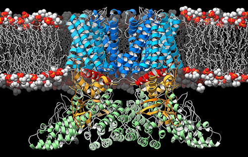 A ribbon diagram depicting the structure of the TRPV2 ion channel (blue, yellow, green) as it lies embedded in the cell membrane (orange and white). This ion channel is a temperature sensor involved in the perception of pain and heat, and therapies targeting it could one day alleviate suffering in people afflicted with chronic pain. [Mark A. Herzik Jr., Scripps Research Institute]