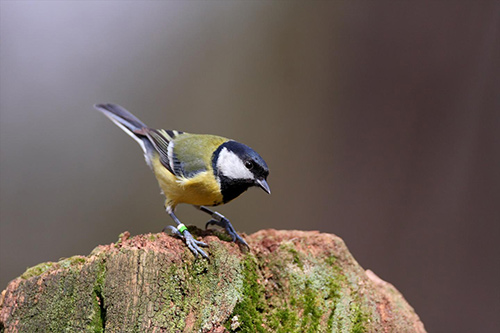 The assembly of a reference genome for the great tit, a songbird that shows exceptional learning abilities, offers researchers new insight into how species adapt to a changing planet. Initial findings, which encompass methylation patterns, shed light on the molecular changes behind the evolution of memory and learning. [Netherlands Institute of Ecology]
