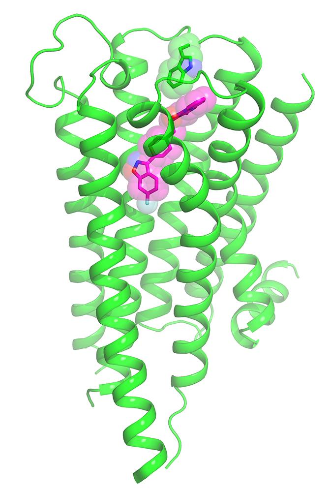 Illustration of the dopamine 2 receptor bound to the antipsychotic drug risperidone. [Roth Lab/UNC School of Medicine]
