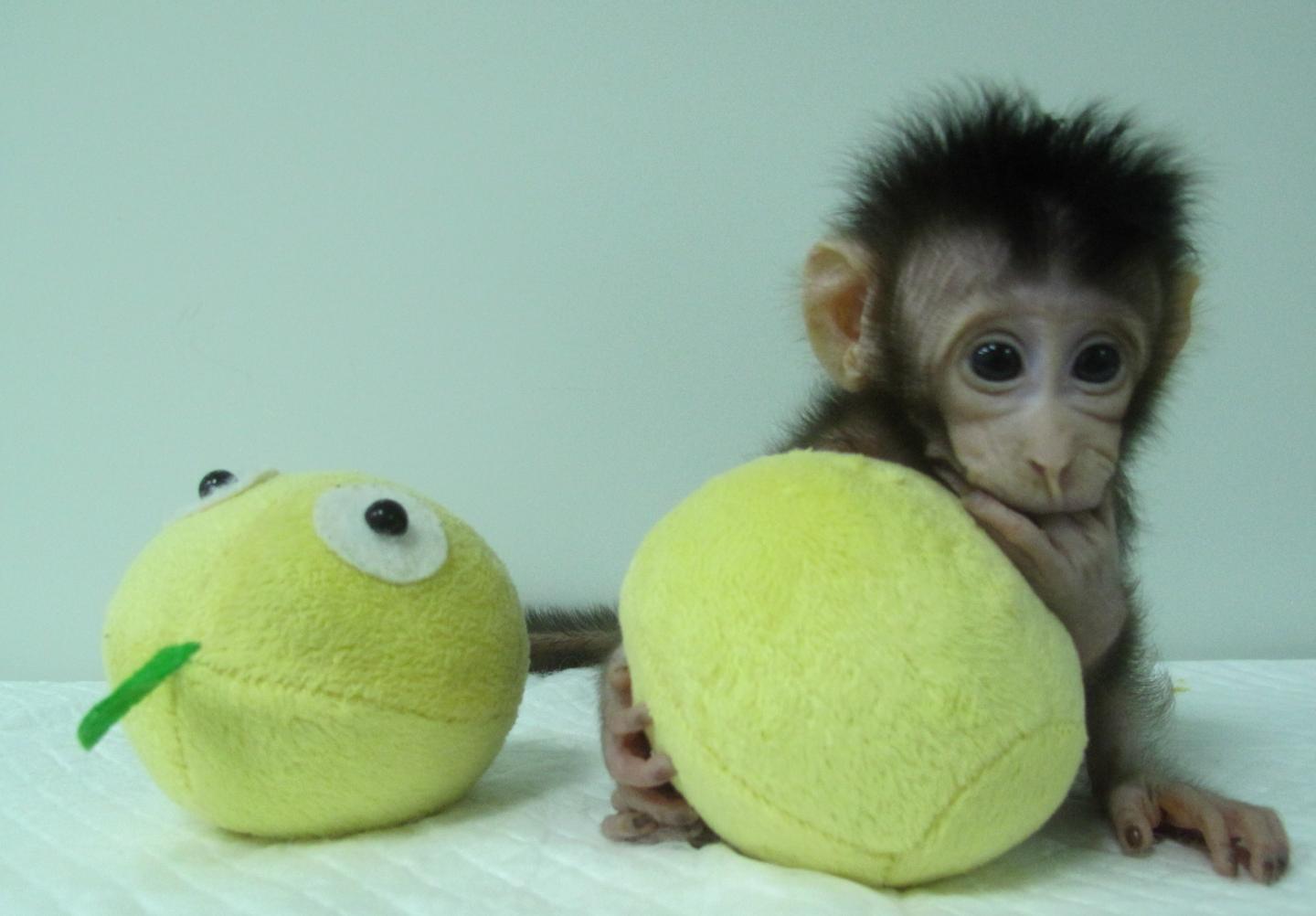 Hua Hua, one of the first monkey clones made by somatic cell nuclear transfer. [Qiang Sun and Mu-ming Poo / Chinese Academy of Sciences]