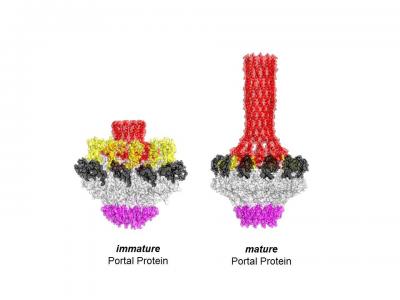 A protein DNA sensor. 3-D-structures of the immature asymmetric conformation of portal protein (left), which has high affinity for DNA and the mature final state (right) that is perfectly 12-fold symmetric. [Cingolani Lab]