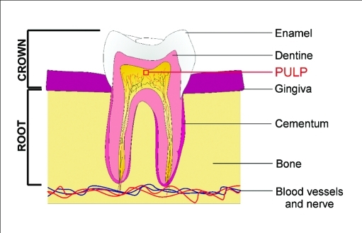 A biological approach to tooth repair uses a collagen sponge to deliver small-molecule drugs that stimulate stem cells in tooth pulp to generate dentine.