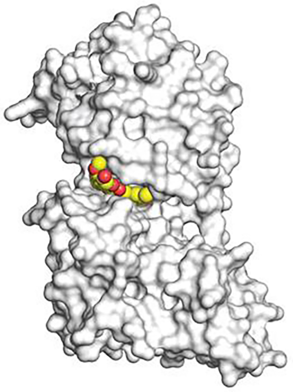A 3D image, obtained using x-ray crystallography, shows curcumin in yellow and red binding to kinase enzyme dual-specificity tyrosine-regulated kinase 2 (DYRK2) in white at the atomic level. [UC San Diego Health]