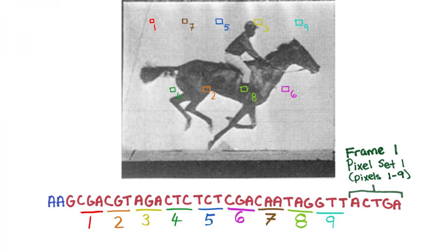 A new CRISPR system-based technology enables the recording of digital data, like those presenting successive frames of the movie of a galloping horse, one of the first made ever, in a population of living bacteria. In the future, this molecular recording device could allow researchers to have cells record the key changes they undergo during their development or exposure to environmental or pathogenic signals. [Wyss Institute at Harvard University]