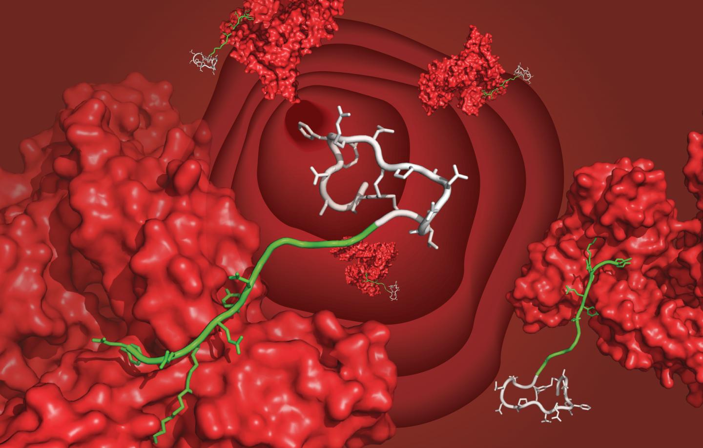 A bicyclic peptide (white) bound to serum albumin (red) through the newly developed ligand (green), floating in the bloodstream. [C. Heinis/EPFL]