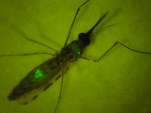 This is an <i>Anopheles stephensi</i> mosquito infected by <i>Plasmodium berghei</i>. [Institut Pasteur]” /><br />
<span class=