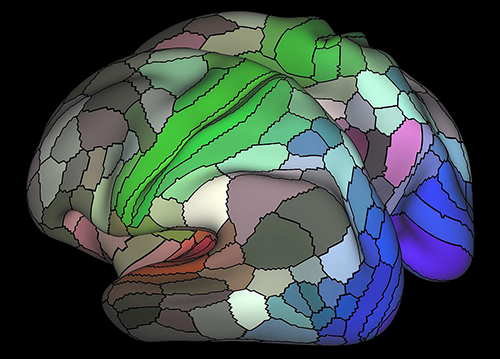 The researchers discovered that our brain’s cortex, or outer mantle, is composed of 180 distinct areas per hemisphere. For example, the image above shows areas connected to the three main senses – hearing (red), touch (green) vision (blue) and opposing cognitive systems (light and dark). The map is based on data from resting state fMRI scans performed as part of the Human Connectome Project. [Matthew Glasser, Ph.D., and David Van Essen, Ph.D., Washington University]