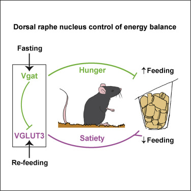 Brain mapping and molecular pharmacology approaches find specific neurons in the dorsal raphe nucleus as being essential regulators of feeding behavior. [Nectow et al., 2017, Cell 170, 429–442]