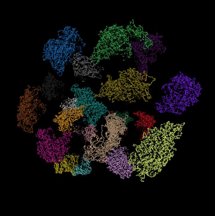 Changes in genome organization that accompany shifts in chromosomal conformation during the cell cycle may have epigenetic significance, report scientists who have tracked the movements of DNA loops by combining single-cell Hi-C technology and statistical analyses. This image was generated by a computer model of the folded DNA chromosomes from a single cell. [Csilla Varnai, Ph.D./Babraham Institute]