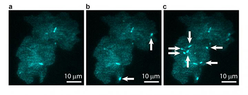 A bacterial colony showing individual cells undergoing transposable element events, resulting in blue fluorescence. Images are shown at (a) t = 0, (b) t = 40 min, and (c) t = 60 min, with arrows indicating newly occurring events in each image. [T.E. Kuhlman, University of Illinois at Urbana-Champaign, with permission from PNAS]