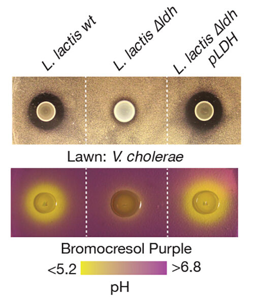 Cell dish experiments showed that <i>L. lactis</i> had an antibacterial effect when grown on a layer of cholera bacteria. A strain of <i>L. lactis</i> deficient in lactic acid production (<i>L. lactis</i> ?<i>ldh</i>) did not show the same effect. [N. Mao <i>et al.</i>, <i>Science Translational Medicine</i> (2018)]” /><br />
<span class=