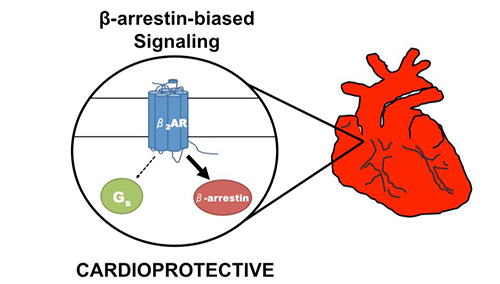Selective activation of the ß2-adrenergic receptor by a ß-arrestin-biased pepducin promotes activation of a ß-arrestin signaling pathway that is cardioprotective. [Jeffrey Benovic, Thomas Jefferson University]