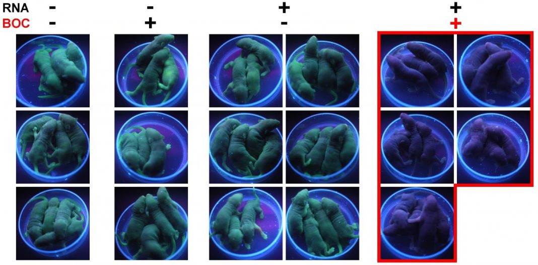 The left-side group of mice is a control—with neither the gene-editing RNA nor the BOC switch. The next group has BOC but no RNA