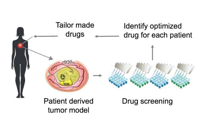 Researchers developed a faster and cheaper way to test cancer drugs to develop patient-specific treatments. [Kyoto University iCeMS]