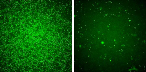 IFITM3 blocks Zika virus infection. When human cells are exposed to Zika virus they are overwhelmingly infected, as seen by the large number of green cells (left panel). When IFITM3 levels were boosted in these cells, the same amount of virus was prevented from replicating (right panel). [BrassLab/UMass Medical School]