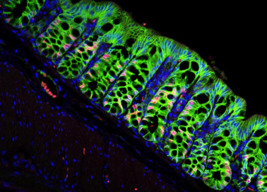 In a mouse with a functioning stem cell niche