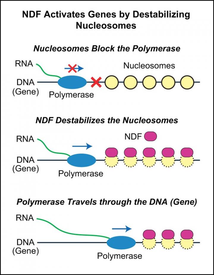Nucleosome destabilizing factor, or NDF, activates genes by destabilizing nucleosomes, clearing the way for genes to activate. [Kadonaga Lab/UC San Diego]