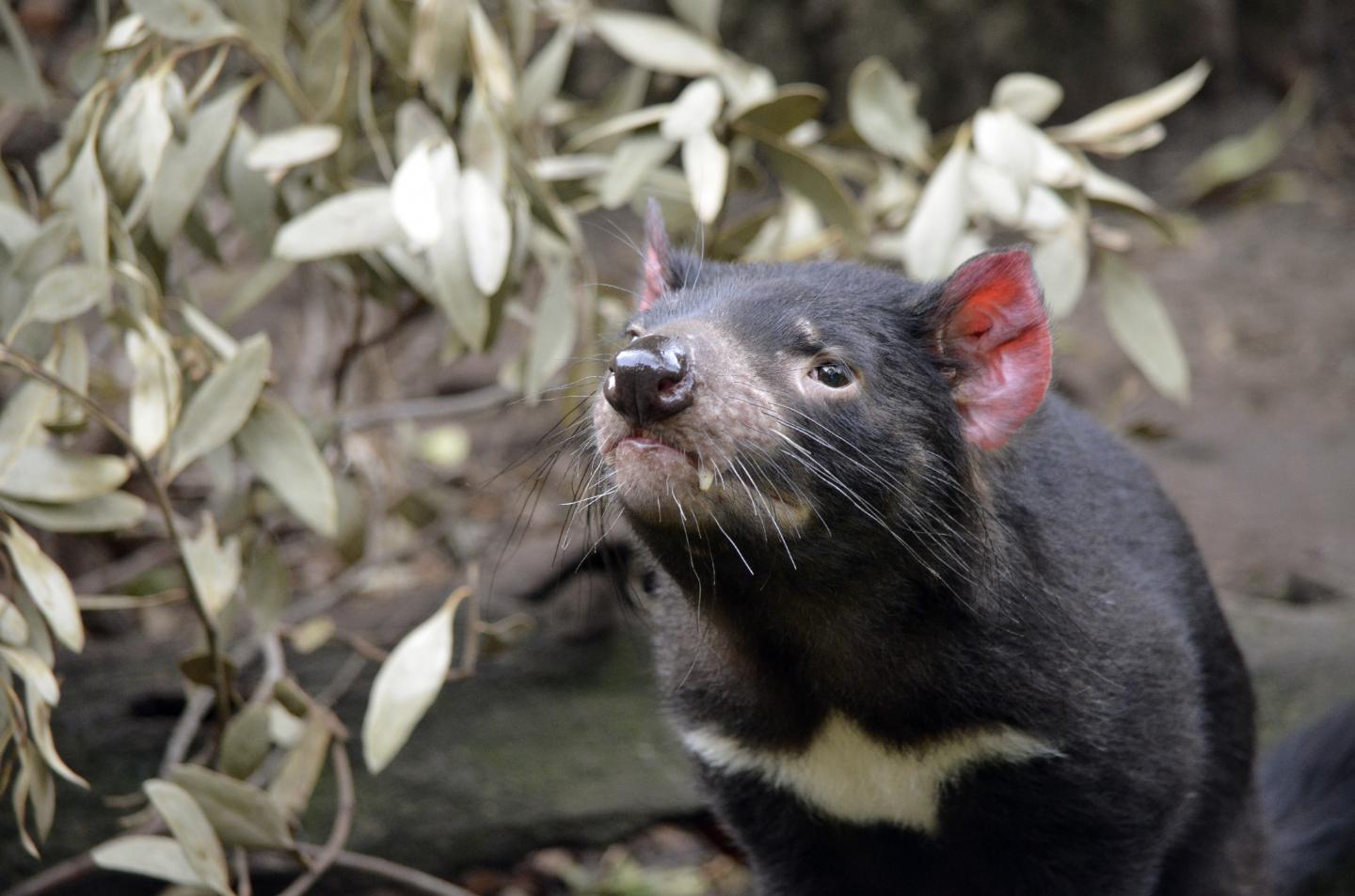 A healthy Tasmanian devil. [Shutterstock]