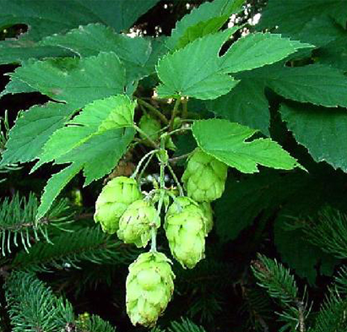 Researchers say they are close to synthesizing the healthful hops compounds in the lab. [Wikipedia]