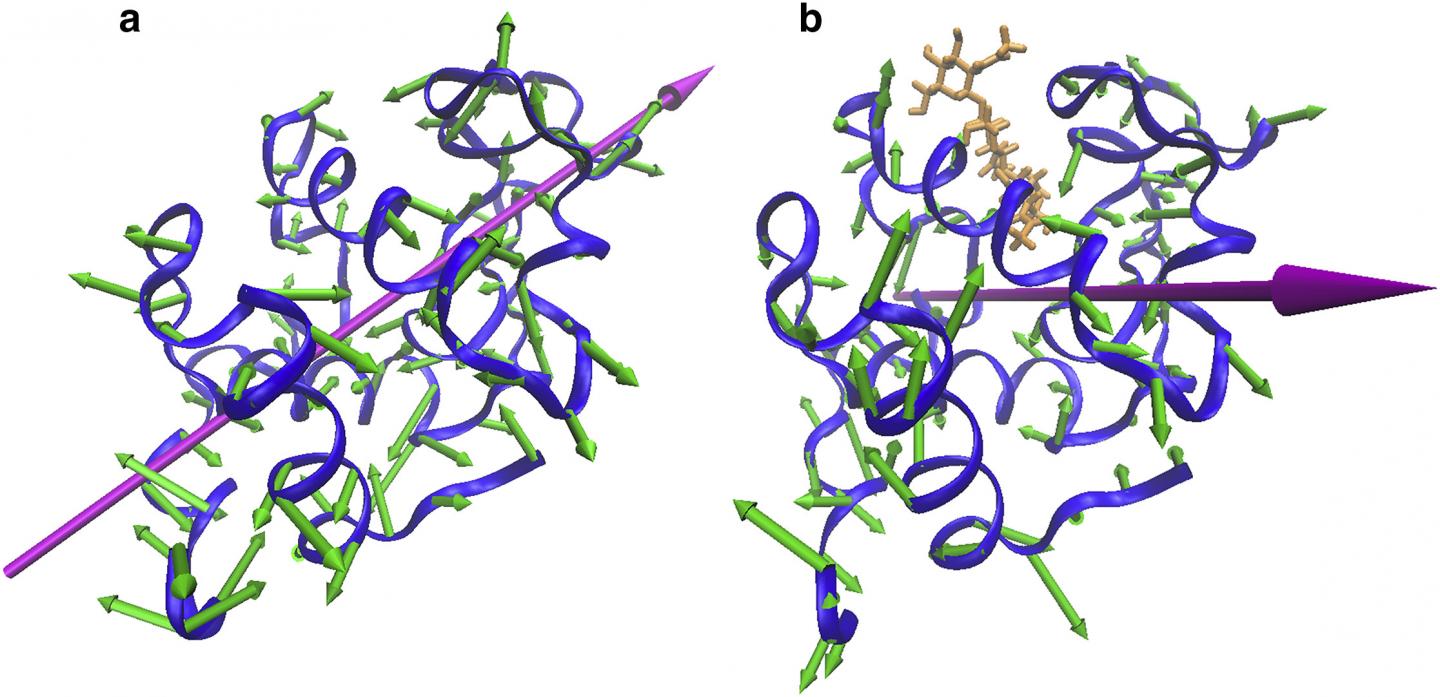 An illustration of the different ways in which proteins vibrate: (a) proteins in a clamping motion; (b) proteins in a twisting motion. [Reprinted with permission of Biophysical Journal]
