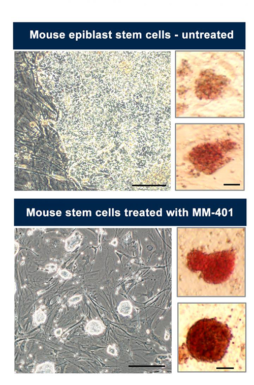 Mouse epiblast stem cells that have already begun the journey to differentiating into 