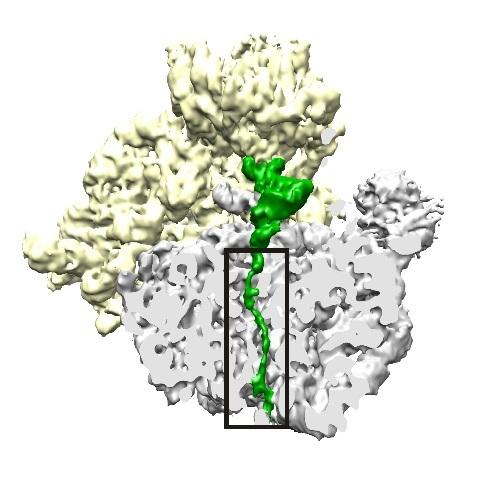 A cross section of a stalled ribosome (yellow, gray) showing a newly synthesized protein chain (green) passing through the exit tunnel (boxed). The chemical studied in this article appears to bind to specific amino acid sequences of the growing protein within that tunnel in the ribosome and makes them kink enough to stop progress down the tunnel, halting protein synthesis. [Bhushan et al. 2011/PLOS Biology. doi:10.1371/ journal.pbio.1000581]