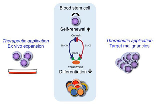A genome-wide RNAi screen was used to assess the effects of 15,000 genes on the balance between self-renewal and differentiation of human hematopoietic stem cells (HSCs). The screen identified candidate genes whose knockdown maintained the HSC phenotype during culture. Such findings could lead to better protocols to grow these cells outside the body, potentially making bone marrow transplants more available to patients suffering blood cancers, or even identifying novel genes to target during the treatment of leukemia (left and right panels). Four genes in particular implicated cohesin, a ring-like protein complex that binds to the DNA in all of our cells, in the control of self-renewal versus differentiation in HSCs. Deficiency of cohesin causes an increase in self-renewal and a decrease in differentiation of HSCs. [Cell Reports]