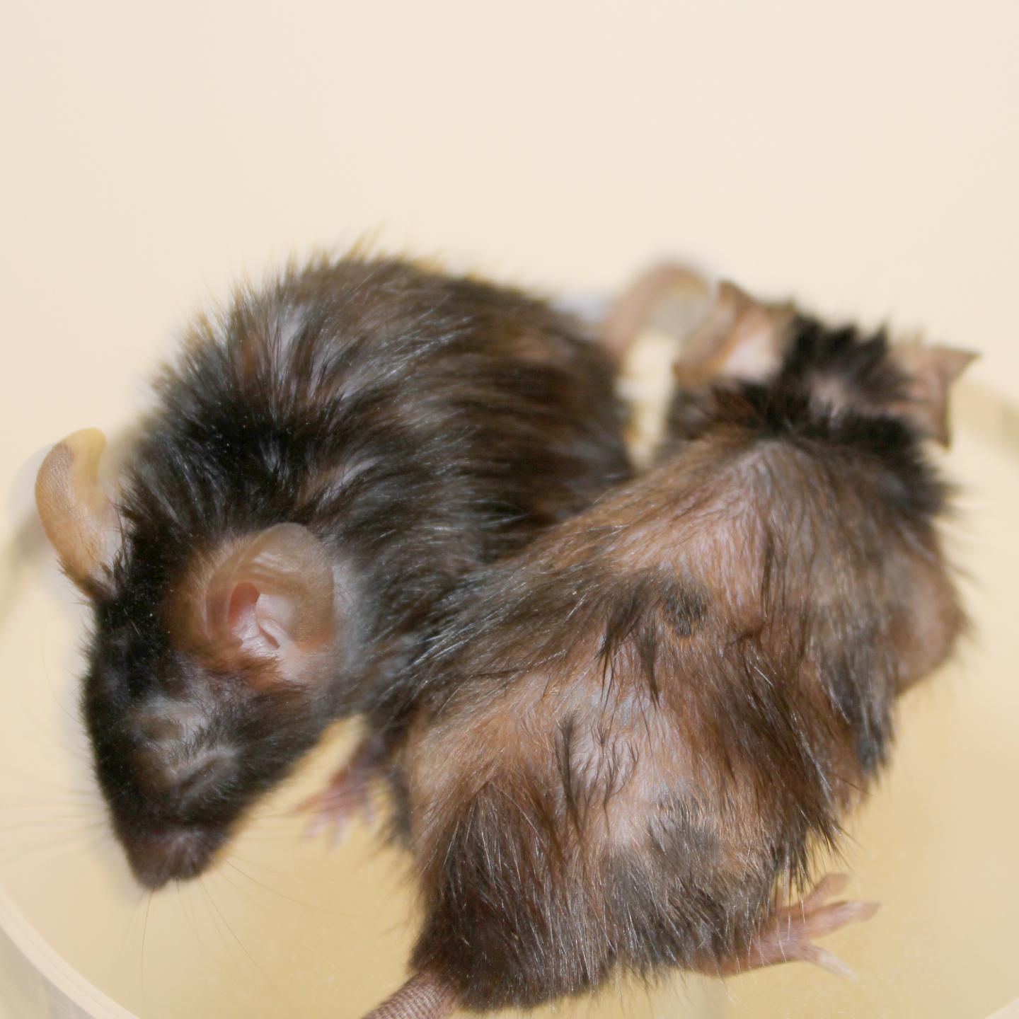 This photograph shows two fast-aging mice. The mouse on the left was treated with a FOXO4 peptide, which targets senescent cells and leads to hair regrowth in 10 days. The mouse on the right was not treated with the peptide. [Peter L.J. de Keizer]