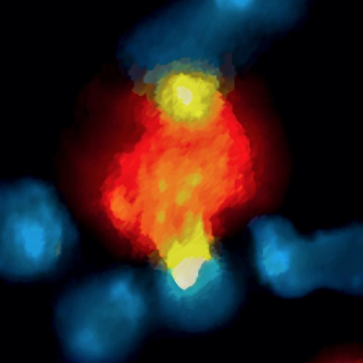 A macrophage (red) removing PD-1-blocking antibodies (yellow) from the surfaces of neighboring CD8 T cells (blue), cutting short the drug's activity. [Center for Systems Biology, MGH]