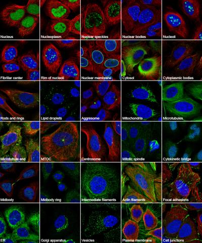 The Cell Atlas, a comprehensive image-based map of subcellular protein distribution, has been completed. In these Cell Atlas images, subcellular structures have been immunofluorescently annotated. (Proteins appear in green; microtubules, in red; and the nucleus, in blue.) Such images helped scientists classify about half the proteome’s proteins into one or several of 30 subcellular compartments. [Human Protein Atlas]