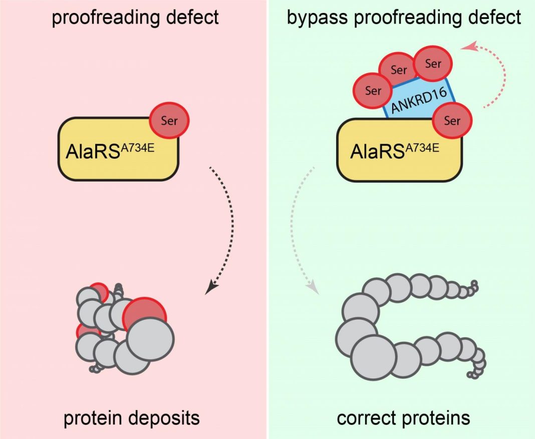 Proofreading defect bypassed. [Ackerman Lab/UC San Diego]