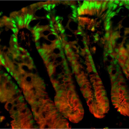 Balance between the two isoforms, P1 and P2, of nuclear receptor HNF4a in the colonic crypt influences susceptibility to colitis and colon cancer. P1 is seen here in green. P2 is seen in red. [Poonamjot Deol, Sladek lab, UC Riverside]