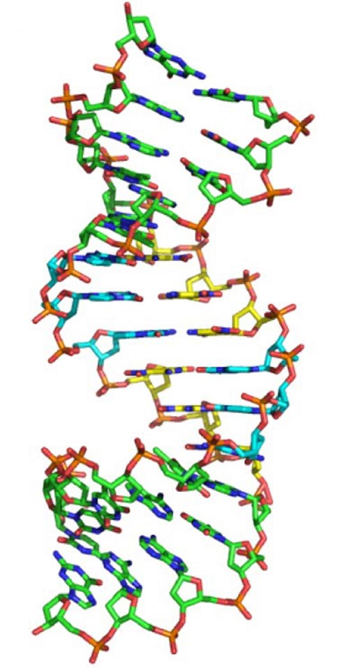 Scientists have created a double helix out of six nucleotides, two more than what nature had devised. [American Chemical Society]