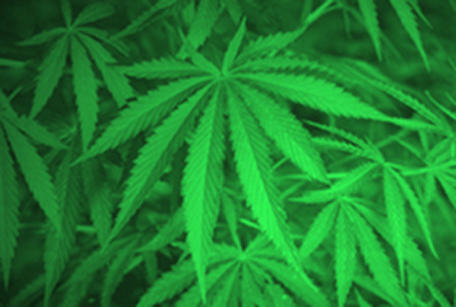 Urine samples showed traces of a metabolite of THC in 16% of children tested. [NIH]
