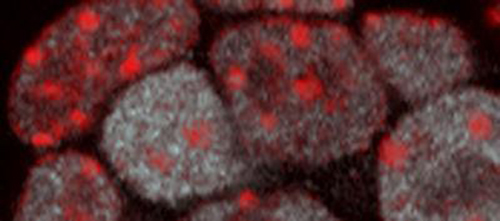 A fluorescence microscopy image of mouse embryonic stem cell nuclei with heterochromatin domains localized in red (using an anti-H3K9me3 antibody) and levels of the stem cell factor NANOG revealed by the intensity of the white signal (using an anti-NANOG antibody). Nuclei with higher NANOG levels tend to have fewer and larger heterochromatin domains, which is one indicator of an open and uncompacted genome organization. [Babraham Institute]