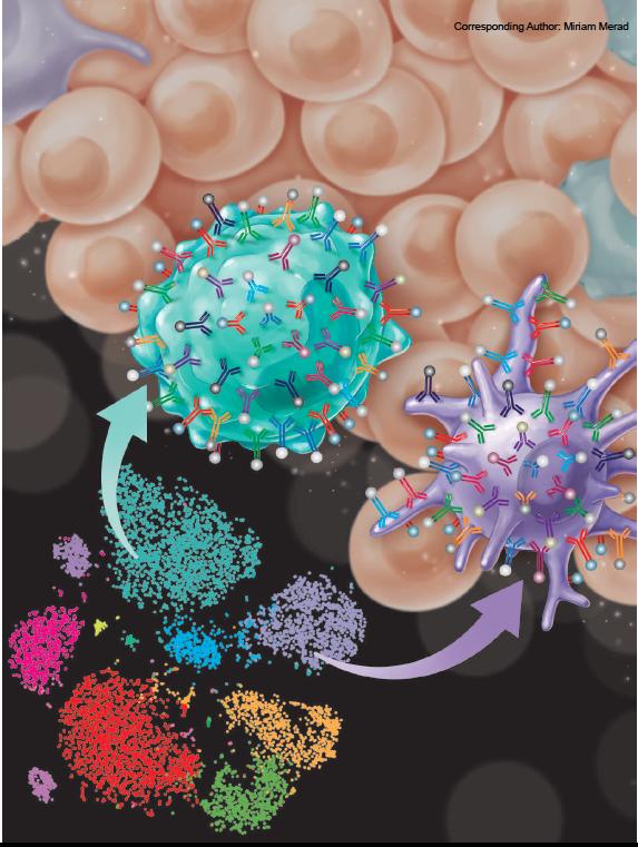 This image illustrates the use of CyTOF, or single cell mass cytometry, technology in performing a paired analysis of barcoded blood, noninvolved lung, and freshly resected tumor samples to characterize immune compartments with an unprecedented granularity. [Miriam Merad/Icahn School of Medicine at Mount Sinai]