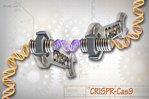 Researchers harness the power of customized genome editing utilizing the system known as CRISPR-Cas to identify key genomic regions that help drive bacterial evolution.[Ernesto del Aguiila/NHGRI]