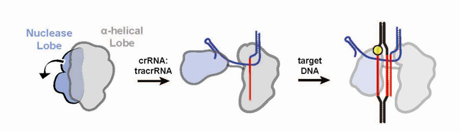 Upon binding with guide RNA, the two structural lobes of Cas9 reorient so that the two nucleic acid binding clefts face each other, forming a central channel that interfaces with target DNA. [Lawrence Berkeley National Laboratory]