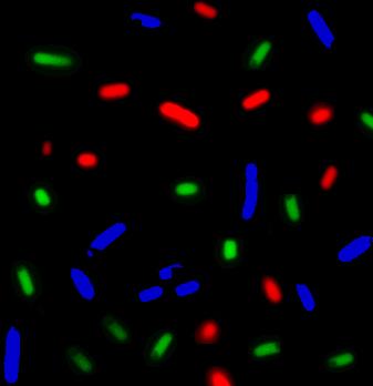 These <i>Escherichia coli</i> bacteria tagged with different colors produced different mixtures of proteins. Together, the bacterial consortium makes all the proteins needed for mRNA translation/protein synthesis. The new method could speed development of cell-free biological systems. [Fernando Villarreal/University of California, Davis]” /><br />
<span class=