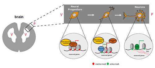 Figure 2: Diagram showing how NeuroD1 influences the development of neurons. During brain development, expression of NeuroD1 marks the onset of neurogenesis. NeuroD1 accomplishes this via epigenetic reprogramming: neuronal genes are switched on, and the cells develop into neurons. TF: transcription factor; V: ventricle; P: pial surface. [A. Pataskar, J. Jung, V. Tiwari]
