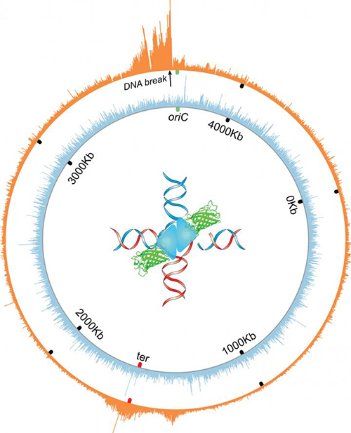 The orange wheel shows the circular chromosome or genome of <i>E. coli</i> bacteria. The spikes indicate where a molecular intermediate in DNA repair—four-way structures called Holliday junctions—accumulate near a repairable double-strand break in the genome. Holliday junctions, it has been demonstrated, are subject to trapping, mapping, and quantification by engineered proteins. [Jun Xia and Qian Mei/Baylor College of Medicine]” /><br />
<span class=
