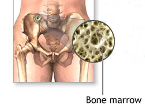 Why are our bones full of fat? The secrets of bone marrow adipose