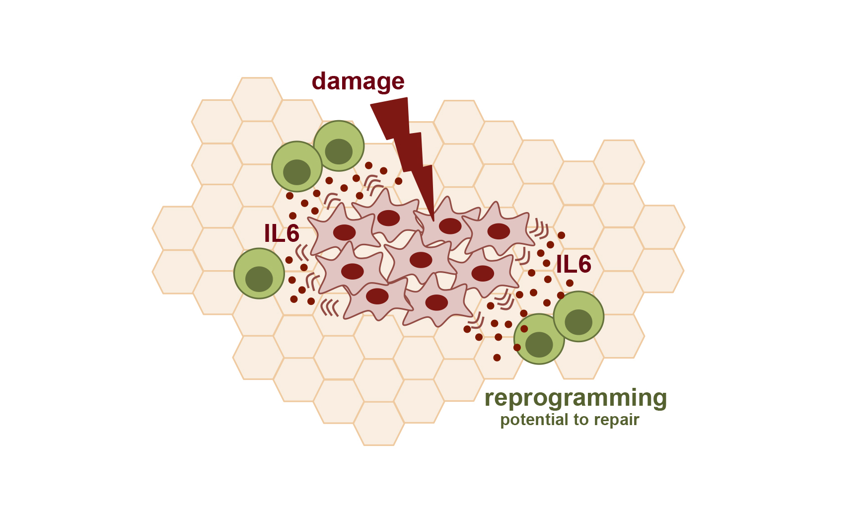 Damaged cells release factors that promote the reprogramming of neighboring cells, with interleukin-6 (IL-6) being a critical mediator. [CNIO]