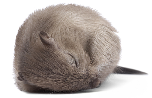 Researchers use genetic screening approach to identify mutations that affect sleep/wakefulness in mice. [Oktay Ortakcioglu/Getty Images]