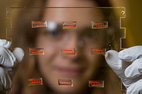 Samantha Paulsen, a bioengineering graduate student in Jordan Miller's lab at Rice University, holds a plate on which several of 3-D-printed silicone constructs have been mounted. The constructs, which are each about the size of a small candy gummy bear, have been injected with red dye to better show the network of small vessels inside. [Jeff Fitlow/Rice University]
