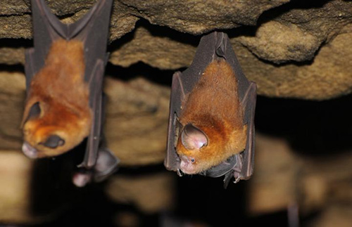 Bats are old mammals on the evolutionary scale. They are extremely important ecologically and are under stringent species protection. They often live in large colonies and form reservoirs for various viruses. [Marco Tschapka/University of Ulm]