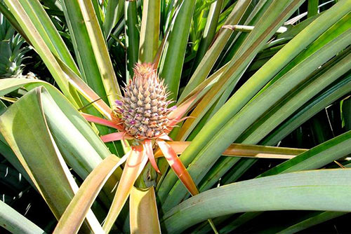 The pineapple genome offers new insights into the evolution of the pineapple and of crop plants such as sorghum and rice. [Robert Paull, University of Hawaii]