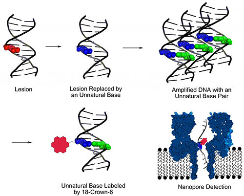A new method for identifying DNA lesions combines several techniques. First, base excision repair is used to cut out lesions. Second, an unnatural base pair is inserted at the lesion sites. Third, PCR is used to amplify DNA strands that carry unnatural bases. Fourth, unnatural bases are labeled with 18-crown-6 ether, which facilitates detection of DNA damage by means of nanopore sequencing. [Aaron Fleming, University of Utah]